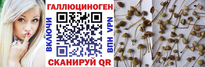 Купить  Калач-на-Дону  Псилоцибиновые грибы мицелий 